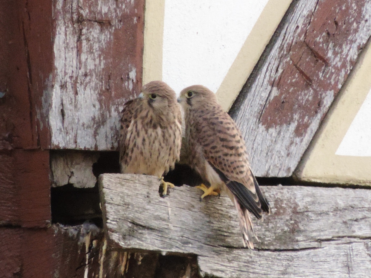 20. Fachtagung Dialog Handwerk und Denkmalpflege – Artenschutz am Kulturdenkmal am Di., 25.11.2025